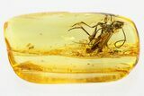 Detailed Fossil Ichneumon Wasp & Spider In Baltic Amber #335565-1